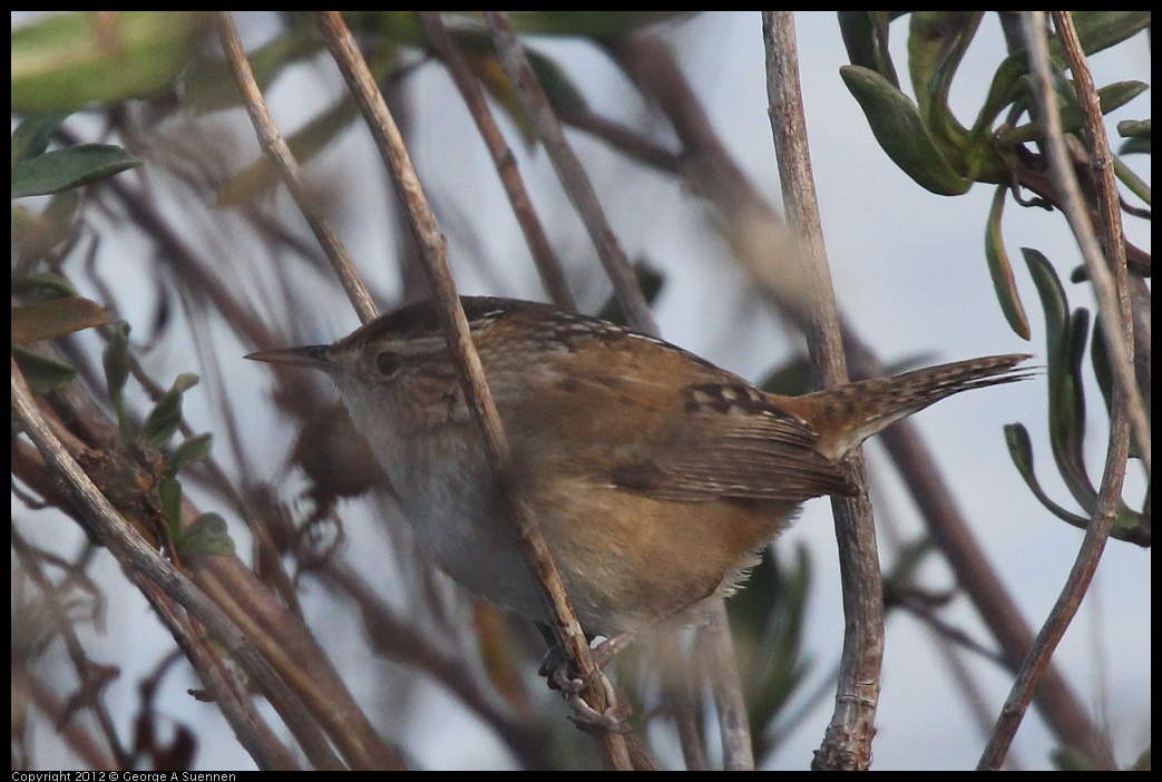 0121-110428-01.jpg - Marsh Wren