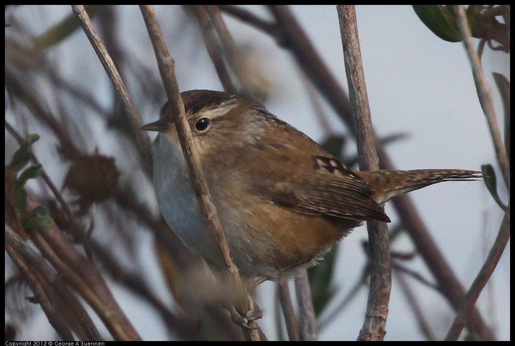 0121-110428-03.jpg - Marsh Wren