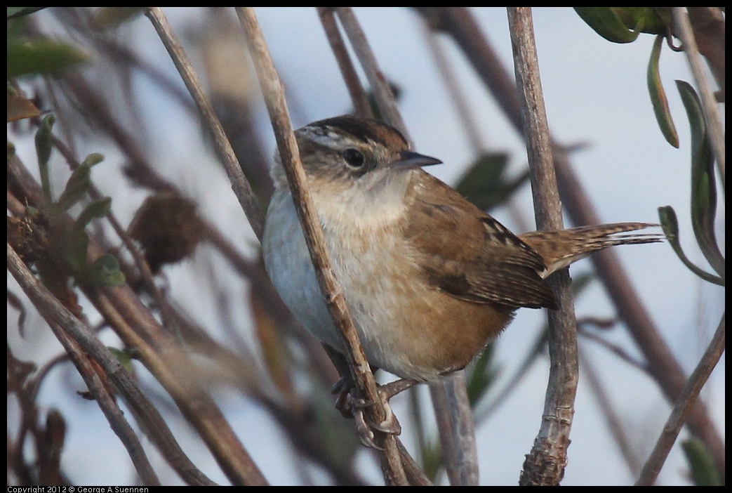 0121-110429-02.jpg - Marsh Wren