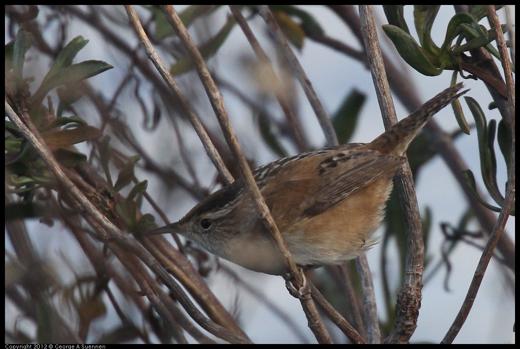 0121-110430-02.jpg - Marsh Wren