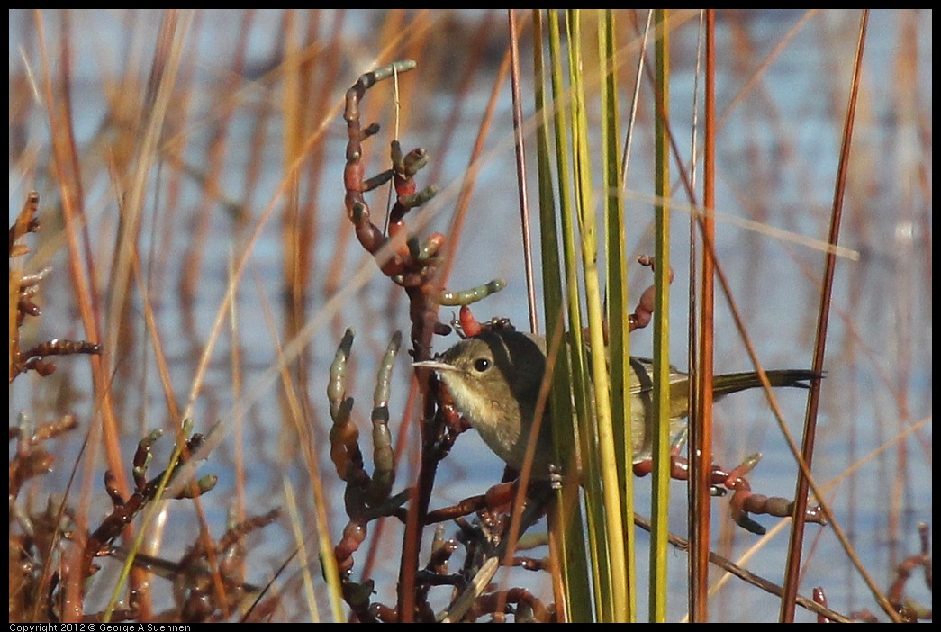 0121-110610-01.jpg - Common Yellowthroat Female