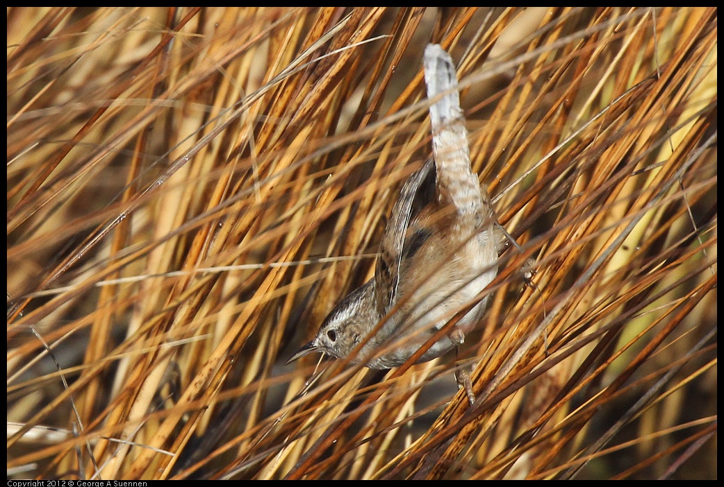 0121-111050-02.jpg - Marsh Wren