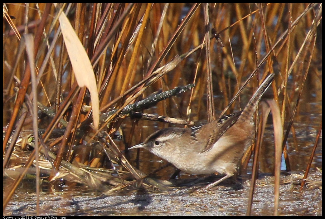 0121-111156-03.jpg - Marsh Wren