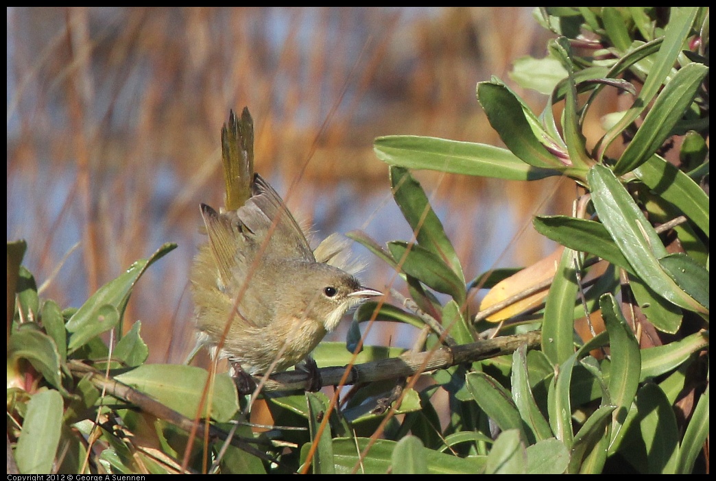 0121-111225-02.jpg - Common Yellowthroat Female