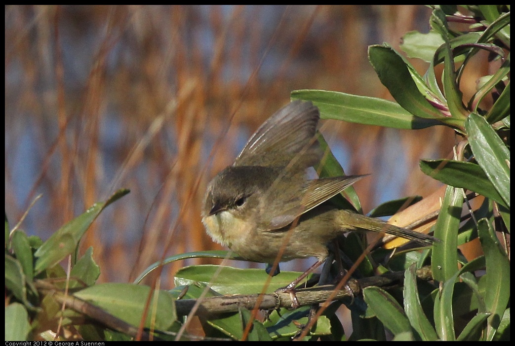 0121-111227-01.jpg - Common Yellowthroat Female