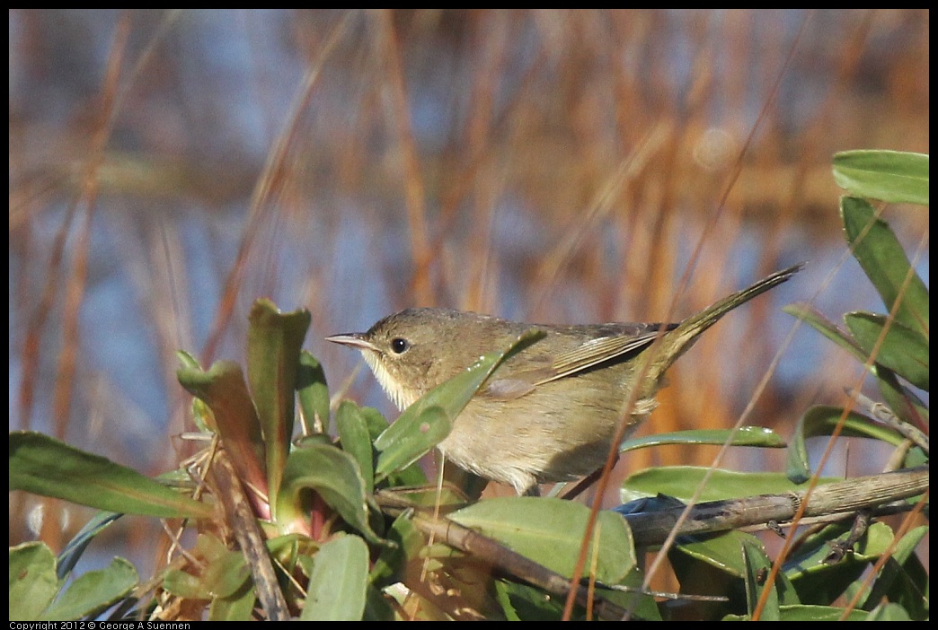 0121-111227-04.jpg - Common Yellowthroat Female