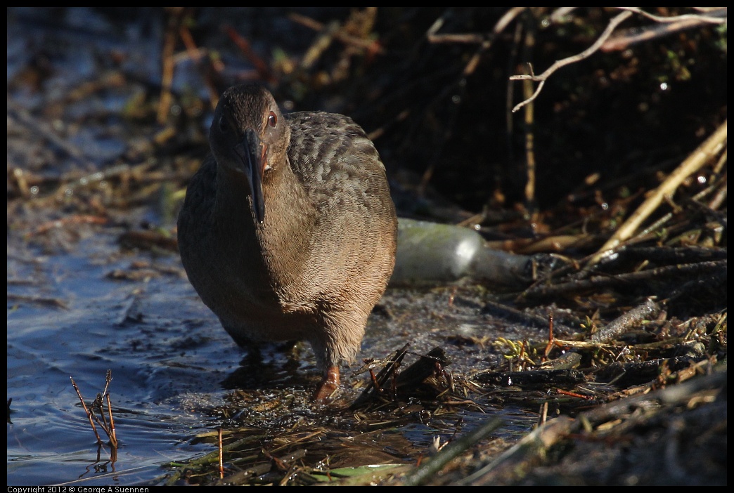 0121-111601-01.jpg - California Clapper Rail