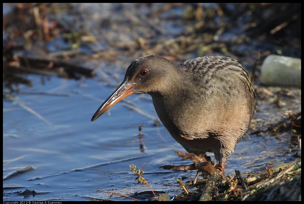 0121-111603-02.jpg - California Clapper Rail