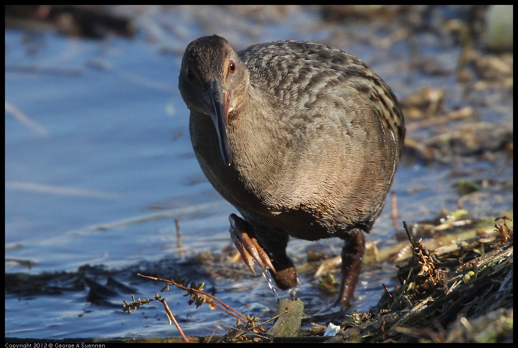 0121-111604-01.jpg - California Clapper Rail