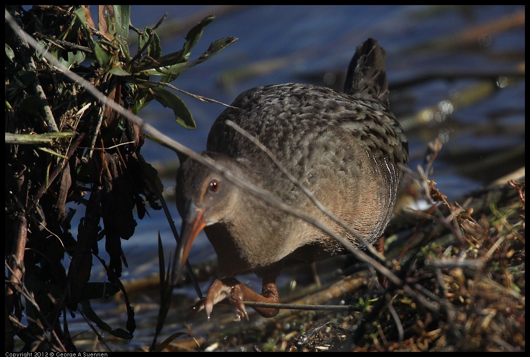 0121-111611-01.jpg - California Clapper Rail