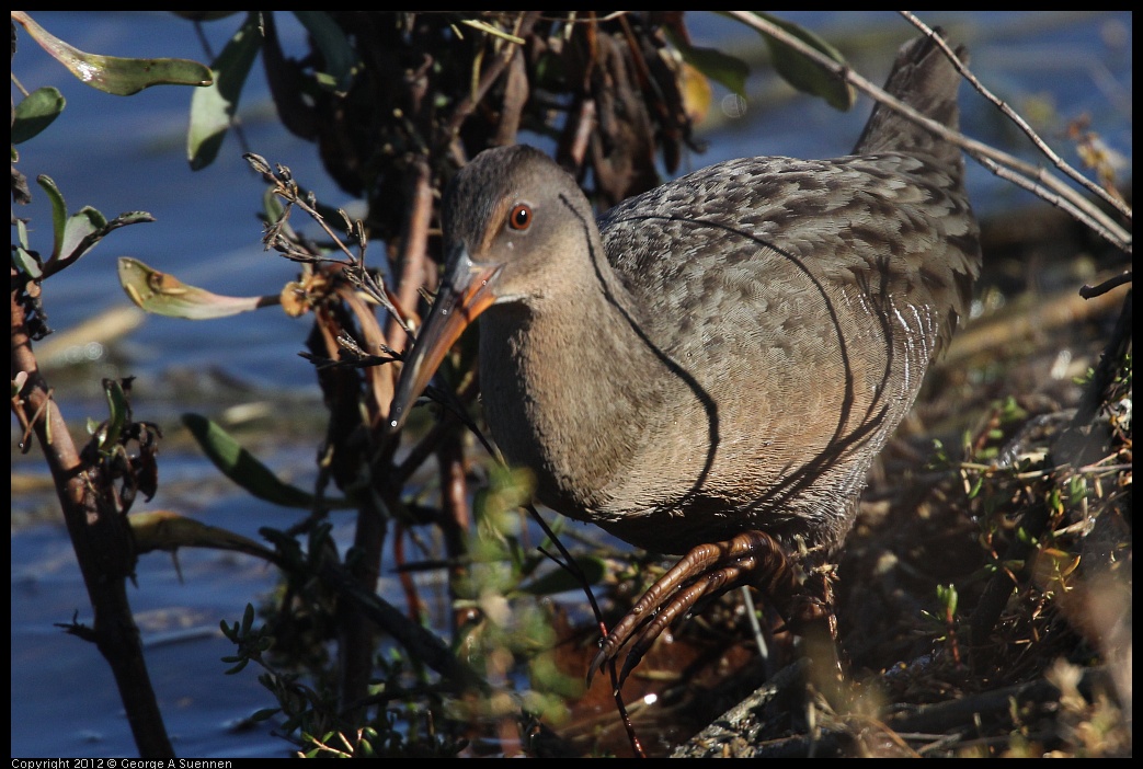 0121-111611-03.jpg - California Clapper Rail