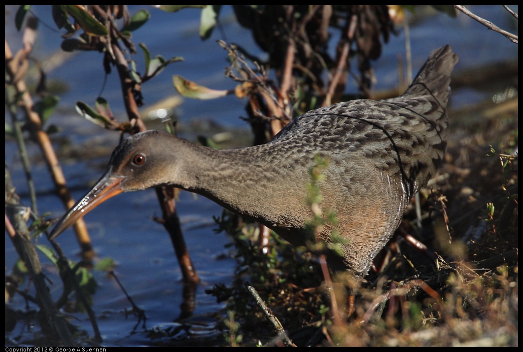 0121-111611-04.jpg - California Clapper Rail