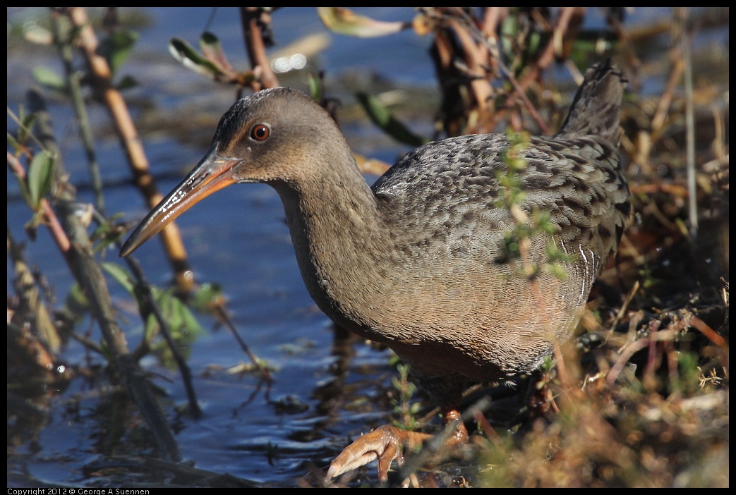 0121-111612-01.jpg - California Clapper Rail