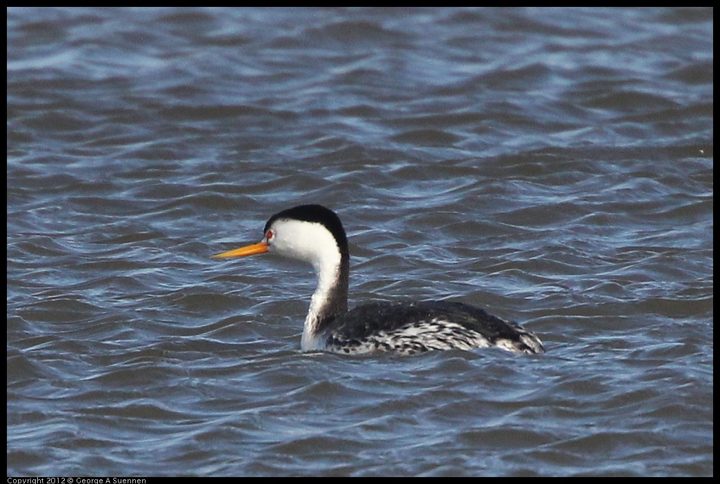 0121-112510-03.jpg - Clark's Grebe