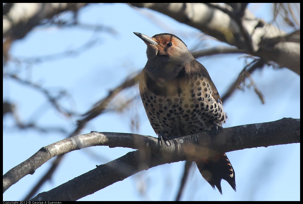 0121-114144-04.jpg - Northern Flicker