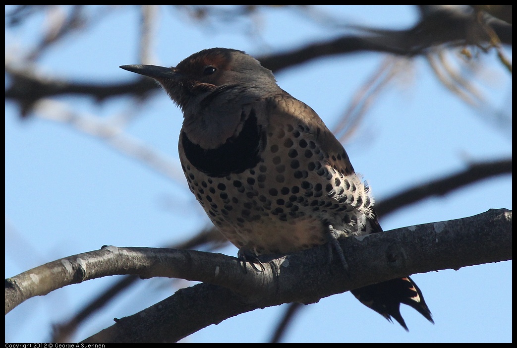 0121-114224-02.jpg - Northern Flicker