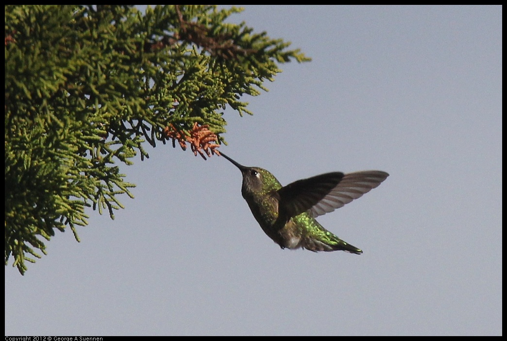 0121-114249-01.jpg - Anna's Hummingbird Female