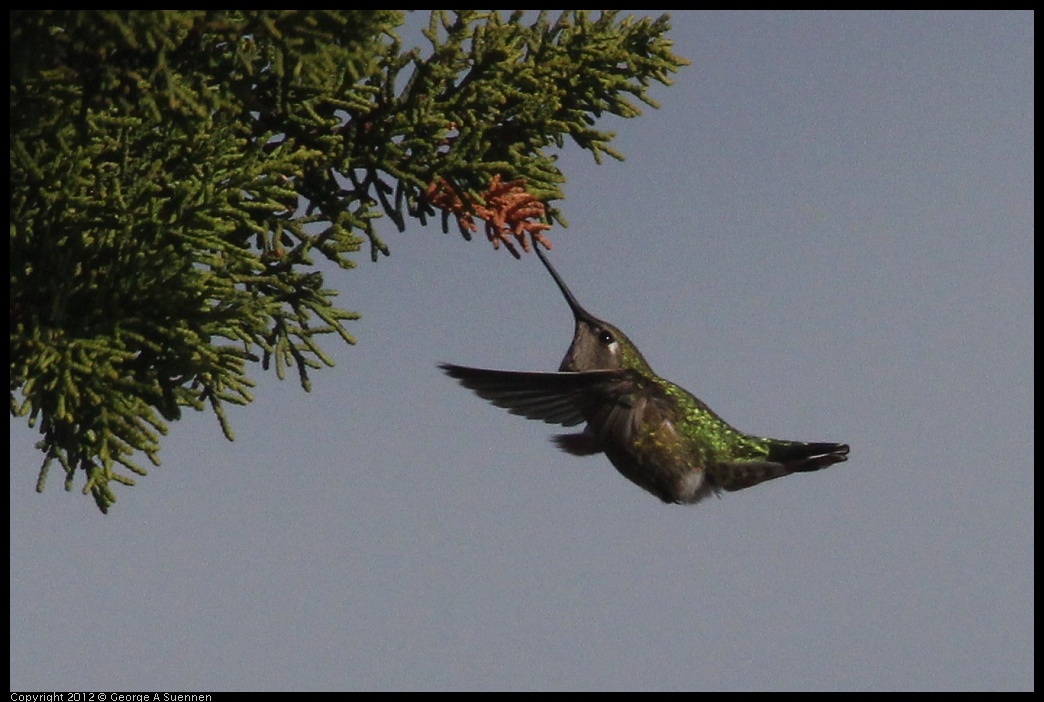 0121-114249-02.jpg - Anna's Hummingbird Female