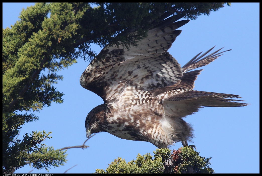 0121-114417-01.jpg - Red-tailed Hawk Juvenile