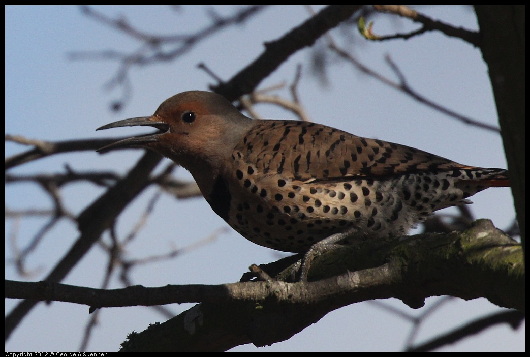 0121-114542-02.jpg - Northern Flicker