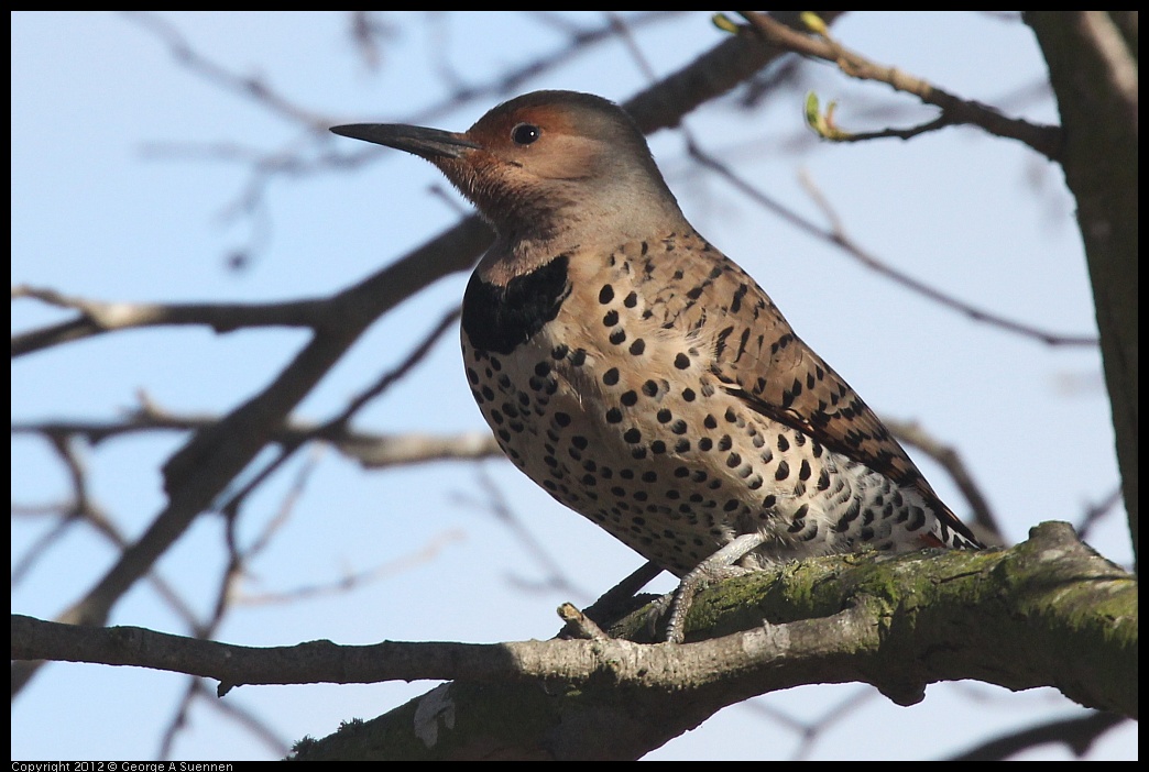 0121-114545-01.jpg - Northern Flicker