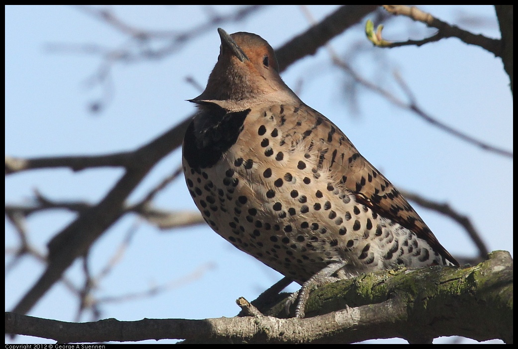 0121-114549-01.jpg - Northern Flicker