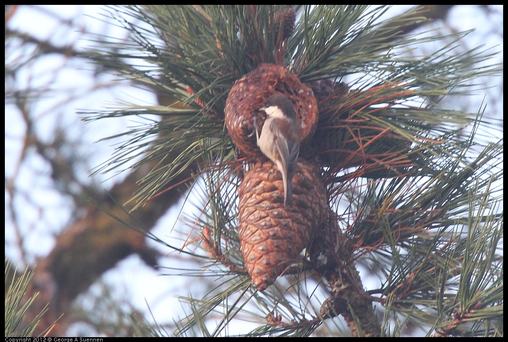 0124-074729-02.jpg - Chestnut-backed Chickadee