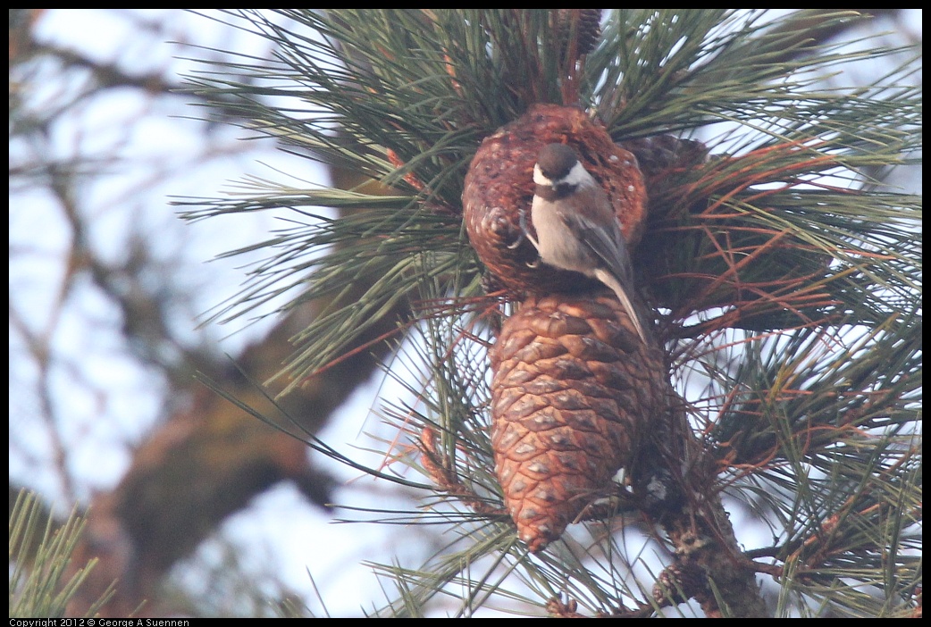 0124-074731-01.jpg - Chestnut-backed Chickadee