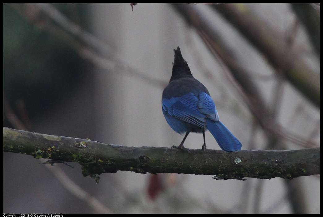 0124-075242-01.jpg - Stellar Jay