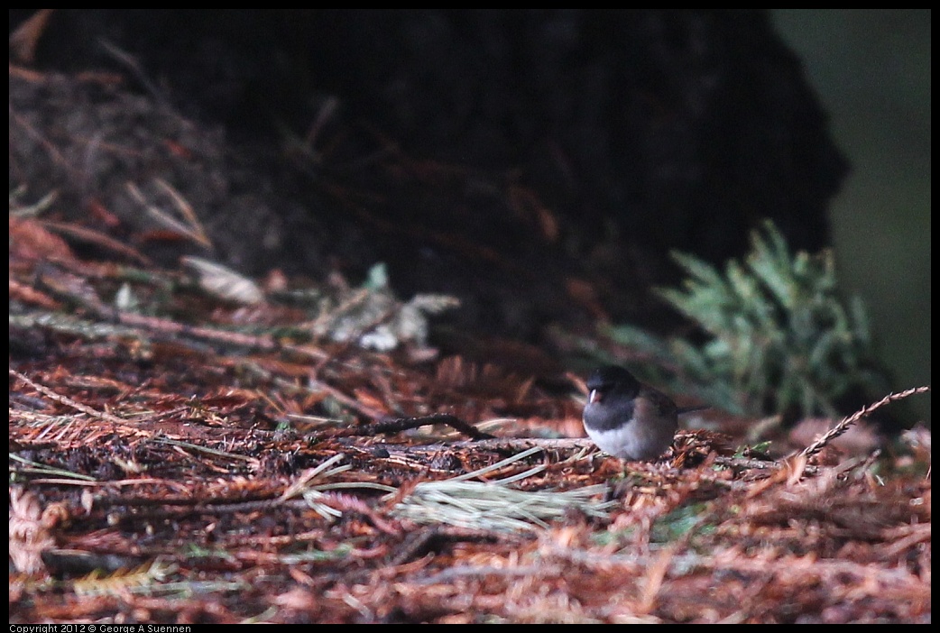 0124-075925-02.jpg - Dark-eyed "Oregon" Junco