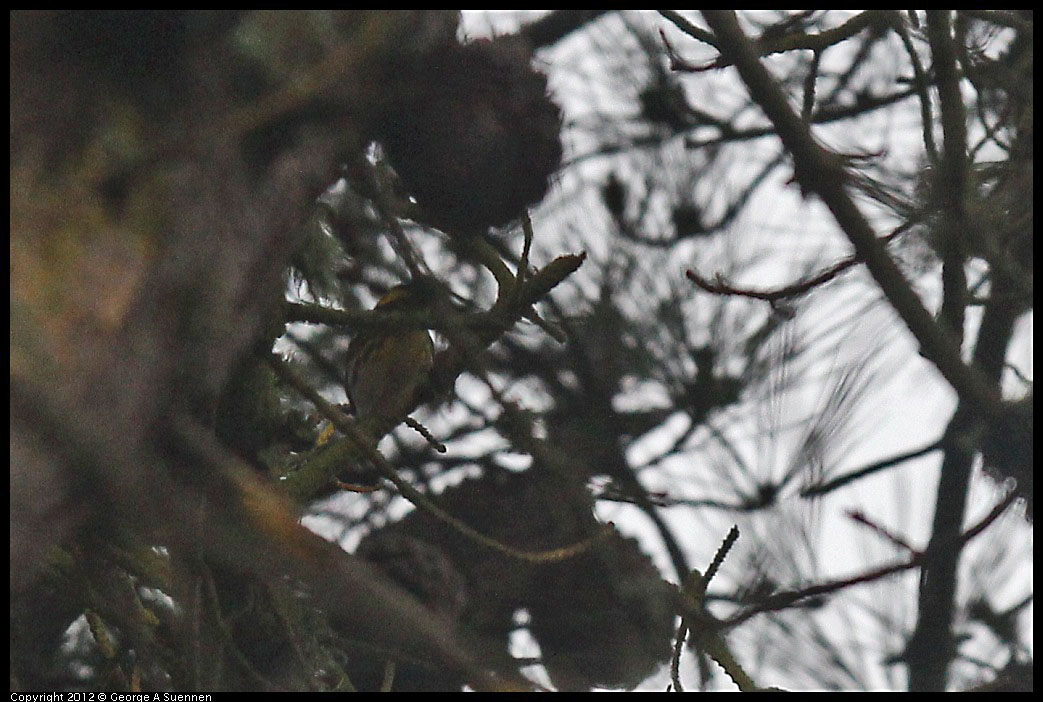 0124-080146-02.jpg - Townsend's Warbler