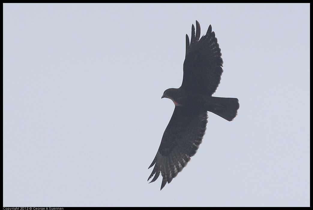 0124-081650-03.jpg - Red-shouldered Hawk