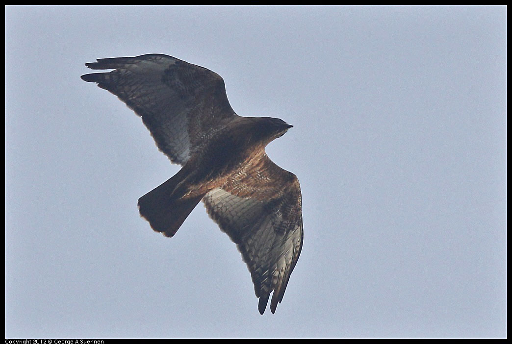 0124-081721-03.jpg - Red-shouldered Hawk