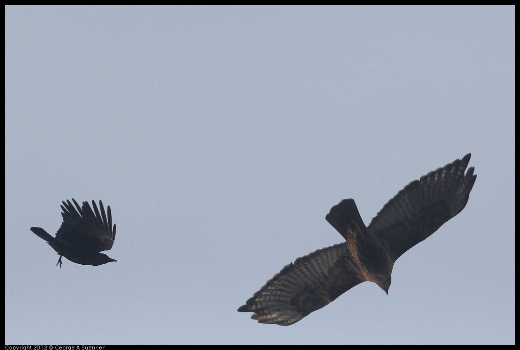 0124-081723-01.jpg - Red-shouldered Hawk and Crow