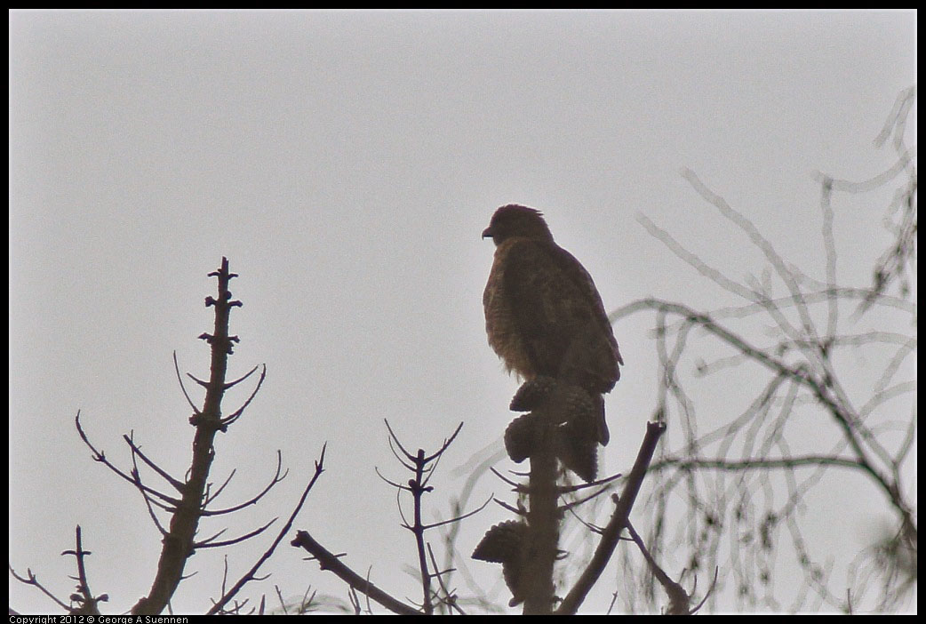 0124-082026-03.jpg - Red-shouldered Hawk