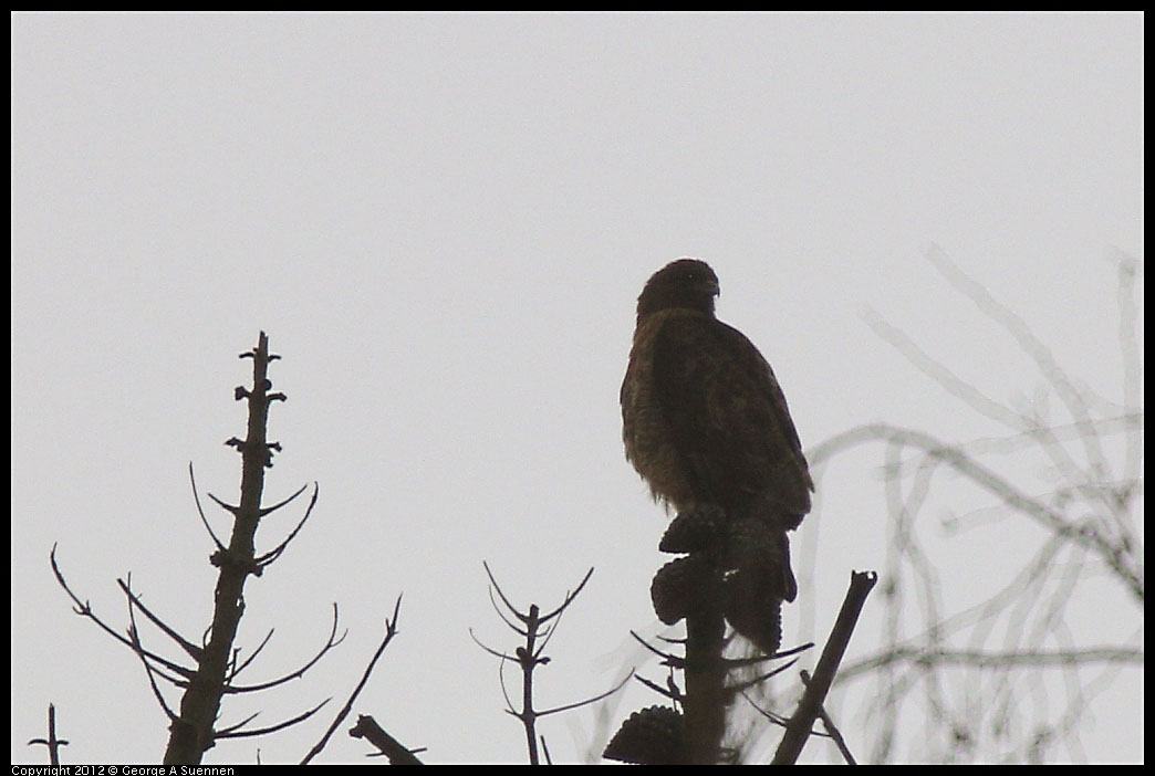 0124-082111-01.jpg - Red-shouldered Hawk