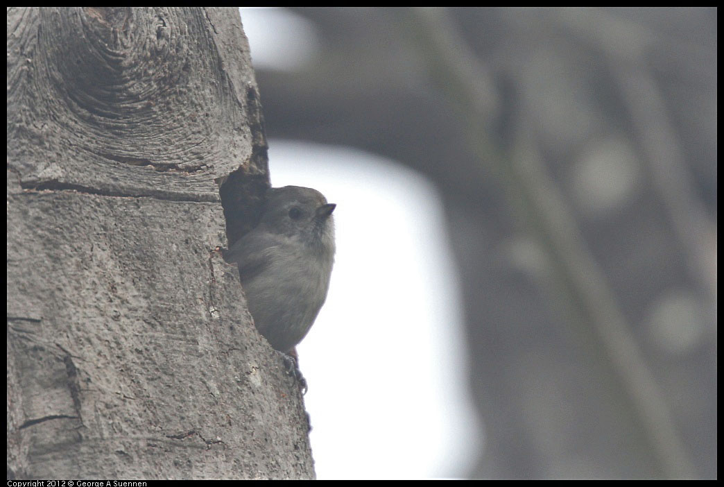 0124-082335-01.jpg - Oak Titmouse