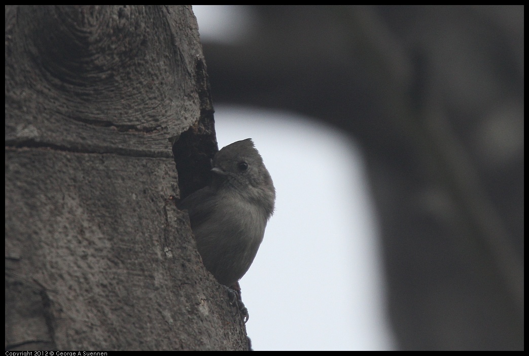 0124-082335-03.jpg - Oak Titmouse