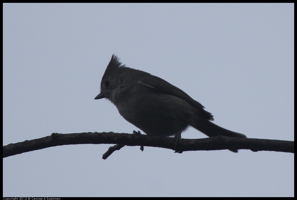 0124-082344-02.jpg - Oak Titmouse