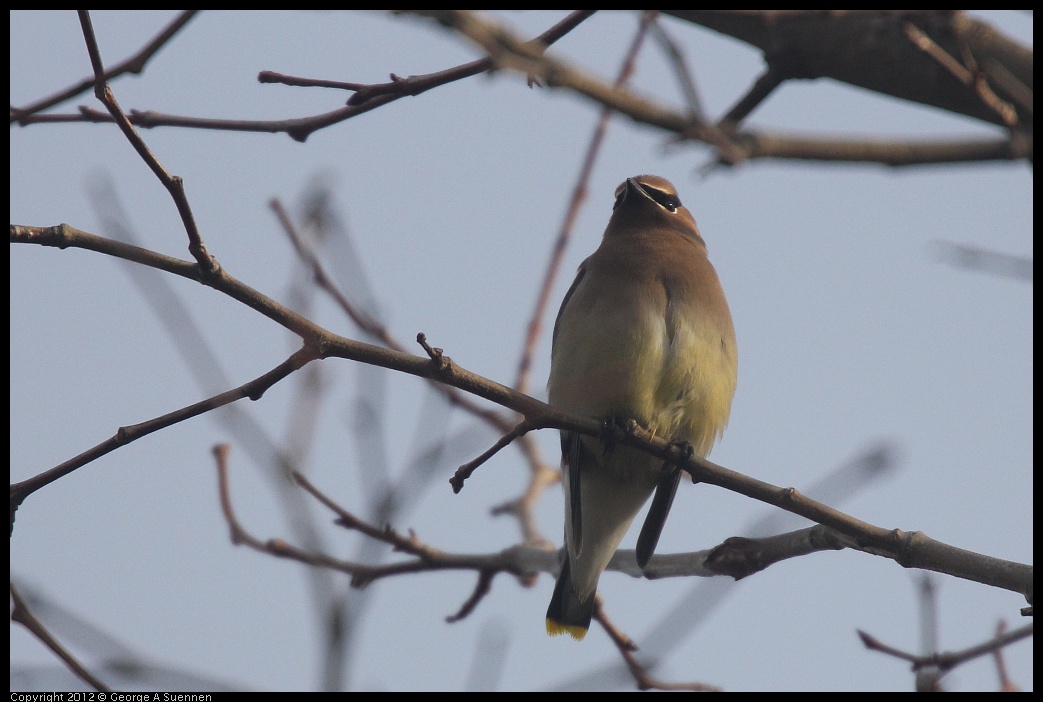 0124-083507-01.jpg - Cedar Waxwing