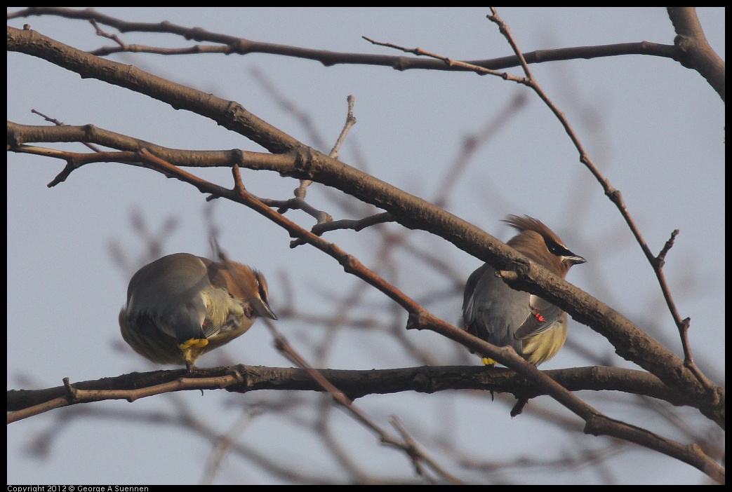 0124-083618-03.jpg - Cedar Waxwing