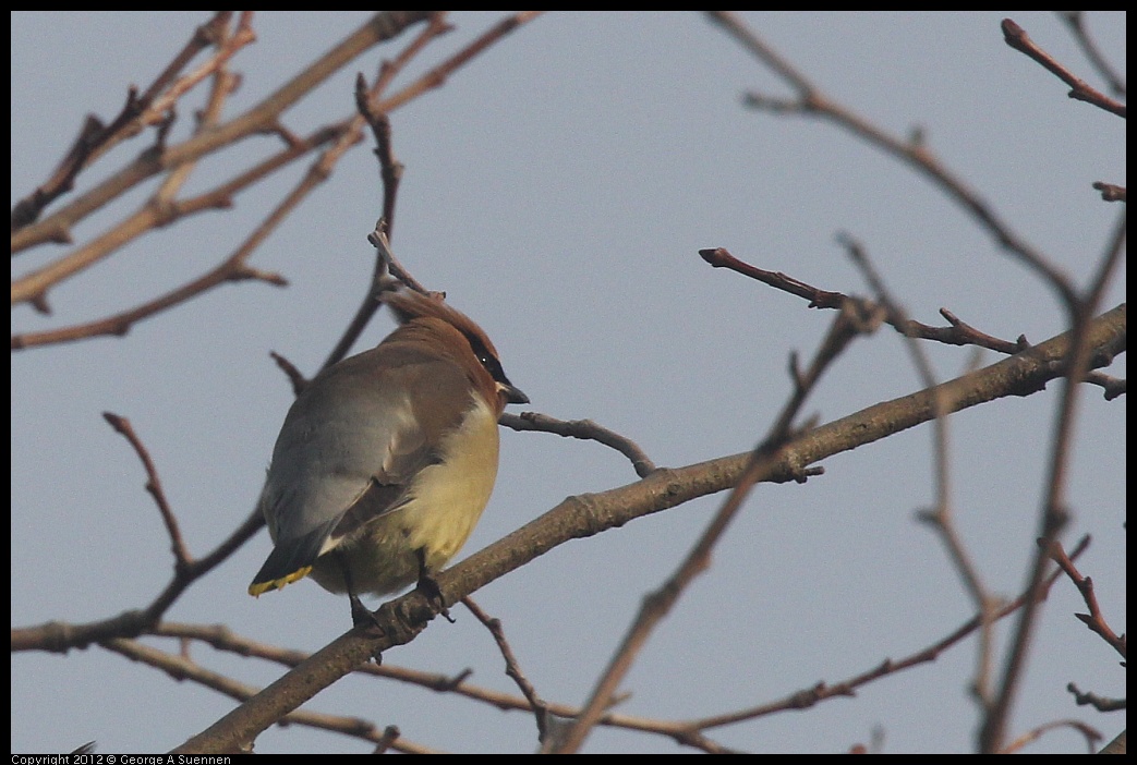 0124-083703-01.jpg - Cedar Waxwing