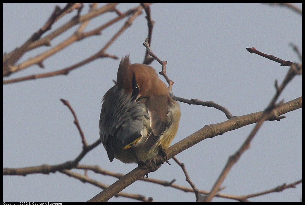 0124-083706-01.jpg - Cedar Waxwing