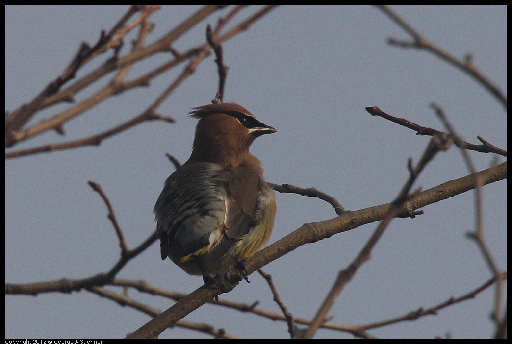 0124-083708-01.jpg - Cedar Waxwing