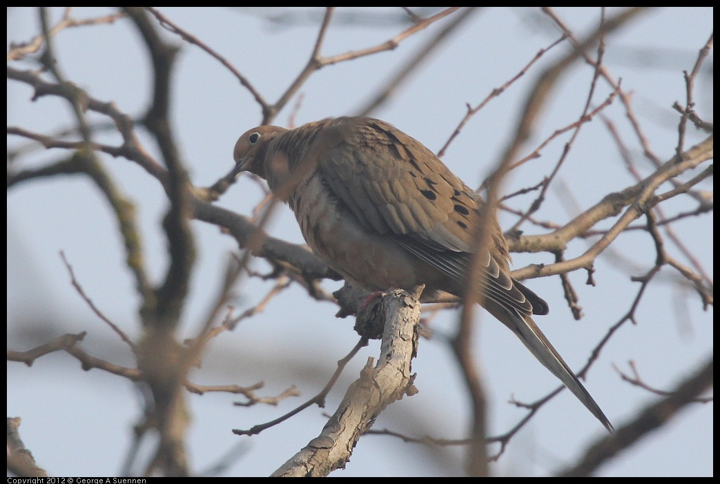 0124-083732-02.jpg - Mourning Dove