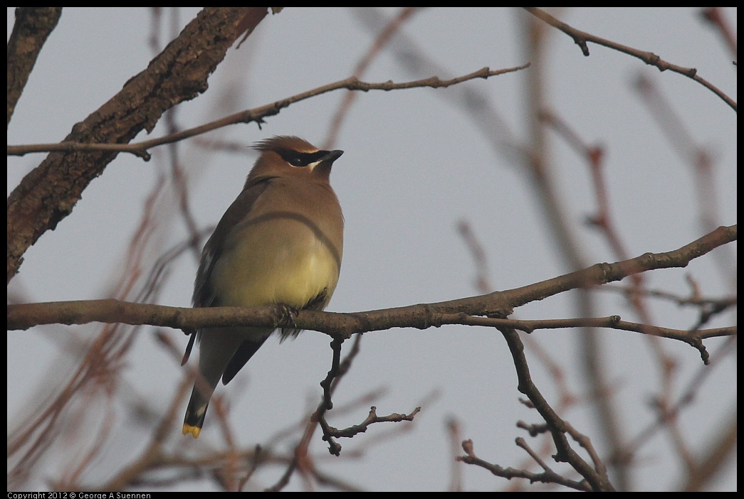 0124-083916-01.jpg - Cedar Waxwing