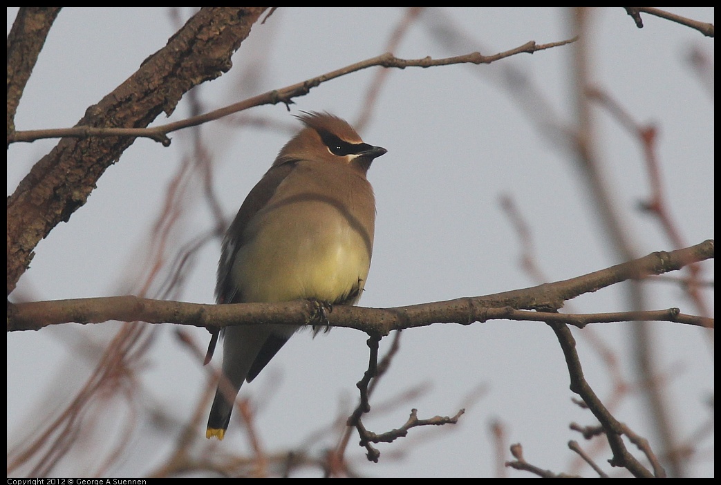 0124-083919-01.jpg - Cedar Waxwing