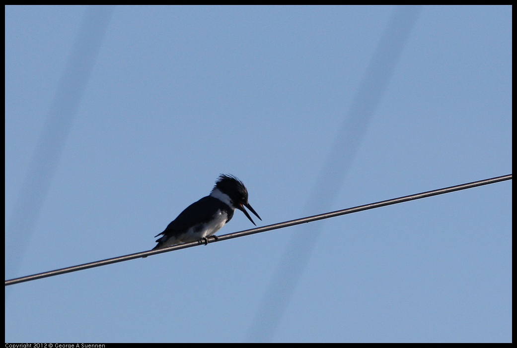 0128-143531-01.jpg - Belted Kingfisher