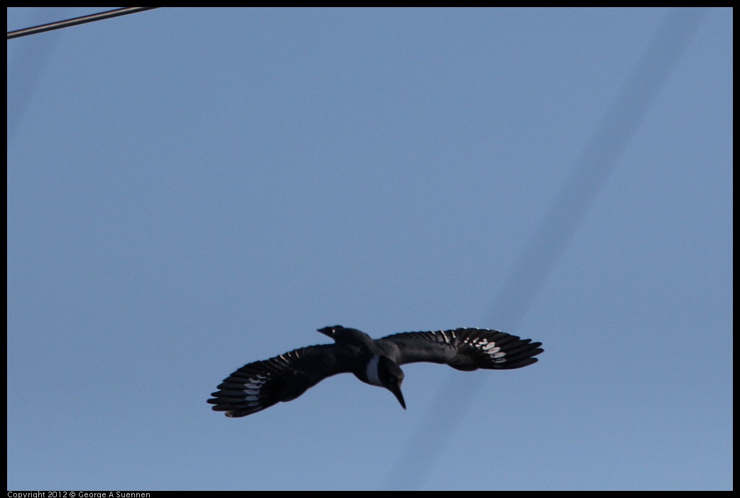 0128-143606-03.jpg - Belted Kingfisher