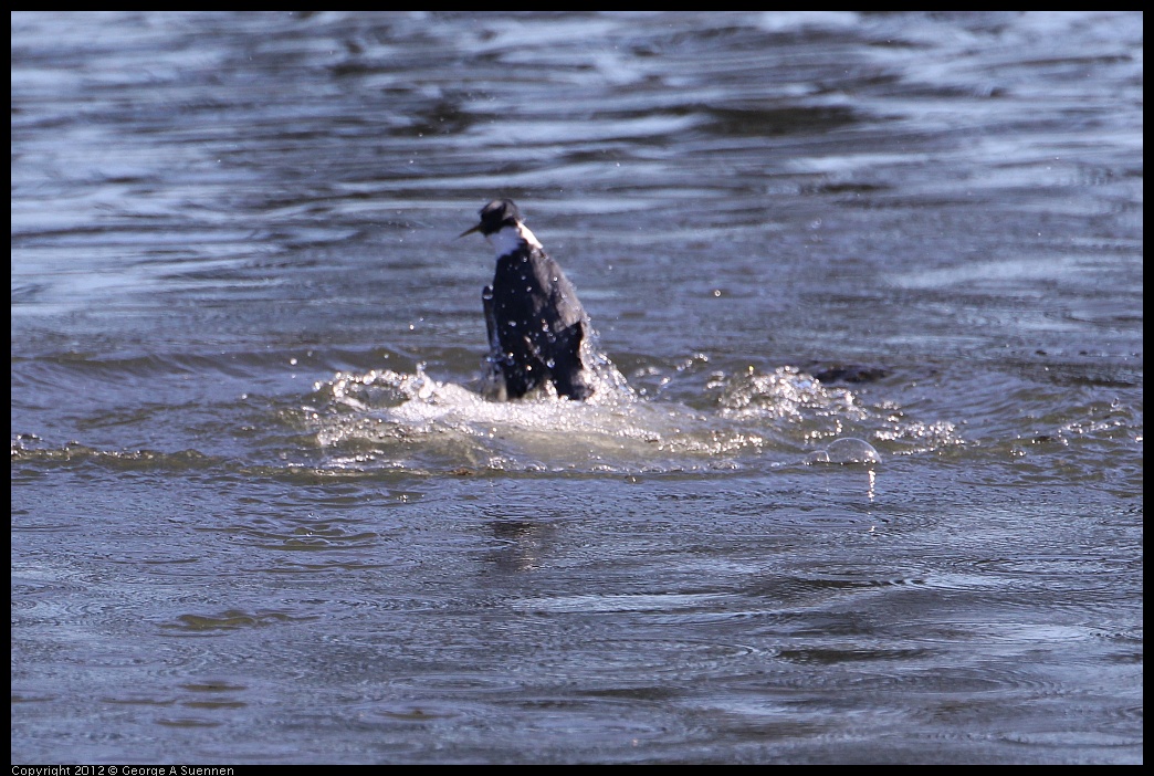 0128-143609-01.jpg - Belted Kingfisher